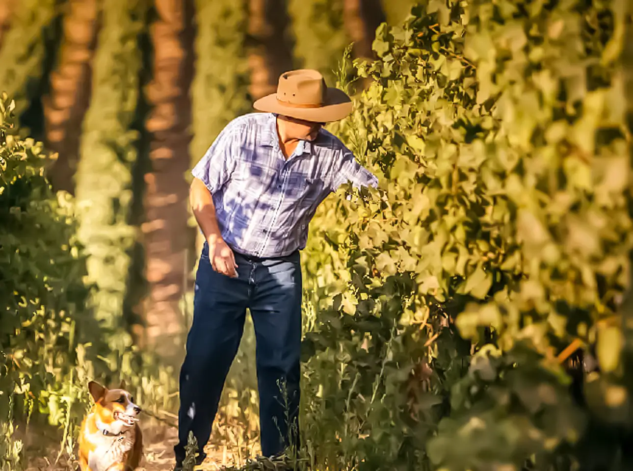 Delicato Family Wines